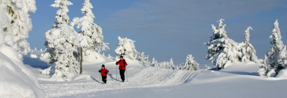 Ski på Topp Salten 2020/2021